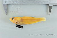 SGQ1088 Halichoeres dispilus.jpg