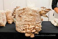 IMDOC Hong 0152 Pleurotus sp..jpg