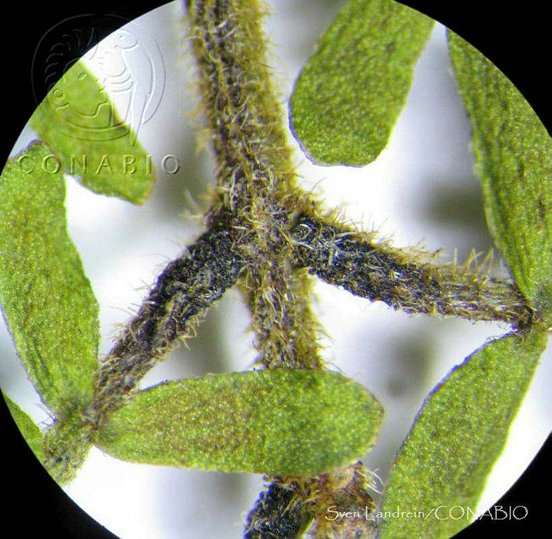 SL2976%20Acacia%20angustissima%20var.%20texensis.jpg.nyeL6 LzMUXdi7thQA3g0JtbmFja29CbnFuZ3NAbXJ6LGtwZwA.K7BbhzTl G