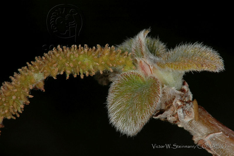 VWS027%20Myriocarpa%20brachystachys.jpg.nye gLn1MZU5B1thQA3g0JtbmFja29CbnFuZ3NAbXJ6LGtwZwA.Z H y2vGj5
