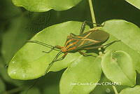 JCC0242 Machtima mexicana.JPG