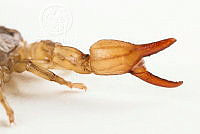 MASM07706 Diplocentrus sp..jpg