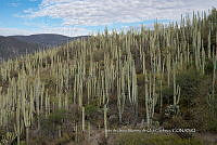 IMDOC 4781 Cephalocereus tetetzo.jpg
