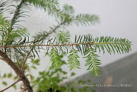 IMDOC 4806 Abies religiosa.jpg