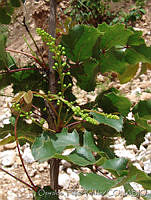 OTV0780 Berberis sp..jpg