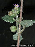 PTL1856 Allionia choisyi.jpg