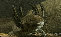 MASM04399 Ambystoma mexicanum.jpg