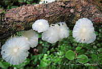 EBJD01 Leucocoprinus sp..jpg