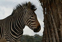 LAOL02 Equus quagga.jpg