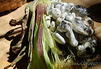 DK0587 Ustilago maydis.jpg