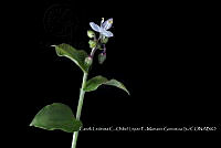 Zoqui 0303 Callisia grandulosa.jpg