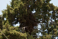 PRB0041 Cupressus lusitanica.jpg