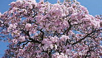 MTBY001 Tabebuia rosea.jpg