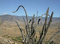 MGplan0012 Stenocereus sp..jpg