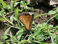 CGL0772 Danaus gilippus ssp. thersippus.jpg