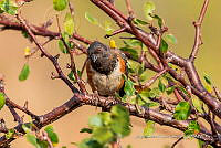 JRRO0353 Pipilo maculatus.jpg