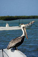 LM01 Pelecanus occidentalis.jpg