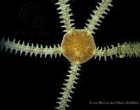 CMGV0118 Amphichondrius laevis.jpg