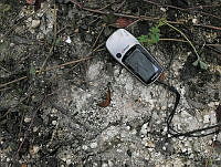 SAA;FFByEJNP04 Tapirella bairdii.JPG