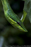 MASM02837 Oxybelis fulgidus.jpg