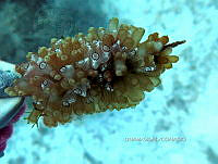 NE018 0962 Clavelina.jpg