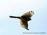 AAKVDH 0330 Falco sparverius.JPG