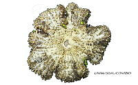 NE018 1052 Homostichanthus duerdeni.jpg
