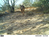 EPRM008 Canis latrans.jpg