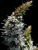 PTL1640 Mentha rotundifolia.jpg