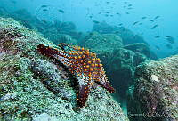 CNS1090 Pentaceraster cumingi.jpg