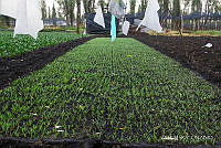 3R 01395 Cultivo en Chapies.jpg