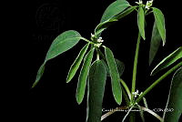 Huitz 0459 Euphorbia xalapensis Kunth.jpg