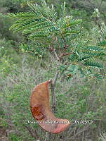 OTVBK029 0058 Acacia subangulata.jpg