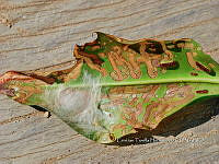 FN005 9 148 Stigmella prunifoliella.jpg
