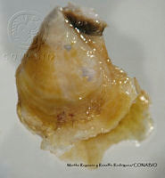 MRyRR192 Isognomon janus.jpg