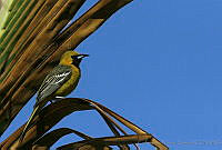 CNS0460 Icterus cucullatus.jpg