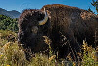 MAVZ01 Bison bison.jpg