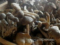 ZG017 0001 Lyophyllum decastes.jpg