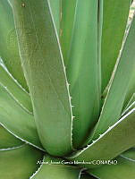 AJGM0261 Agave triangularis.JPG