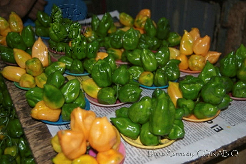 DK0593%20Capsicum%20frutescens.jpg.kie07oL0MePhs NhQA3g0JtbmFja29CbnFuZ3NAbXJ6LGtwZwA.z3kUCvezmI
