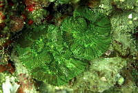 SMM024 Mycetophyllia lamarckiana.jpg