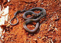 JLAL0073 Rhadinaea cuneata.jpg