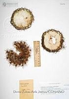 DZAJ2219 Coryphantha recurvata.JPG