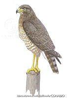MAPM0675 Buteo magnirostris.jpg