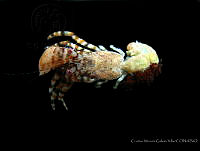 CMGV0124 Phimochirus roseus.jpg