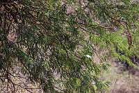 CGL5257 Juniperus flaccida.jpg