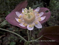 JF092 0619 Passiflora hahnii.jpg