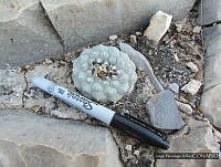 JNV0017 Lophophora williamsii.JPG