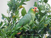 JAJG002 Amazona autumnalis.jpg