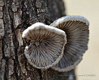 MAGL03 Schizophyllum commune.jpg